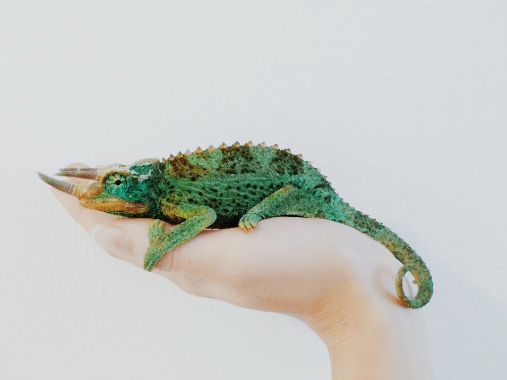 Chameleon Evangelism