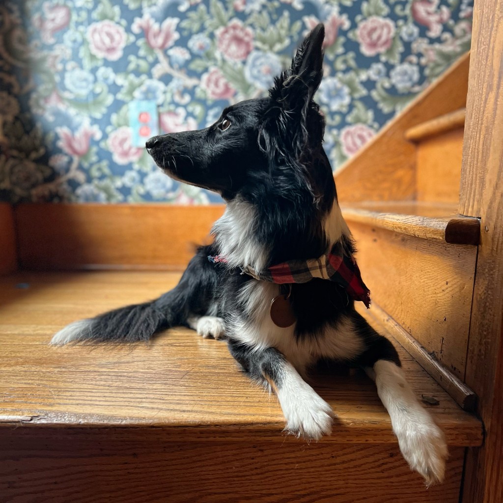 Pets as a Foreshadow of&nbsp;Resurrection